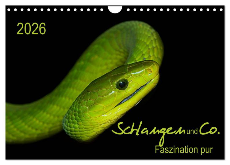 Produktbild: Schlangen und Co. - Faszination pur (Wandkalender 2026 DIN A4 quer), CALVENDO Monatskalender
