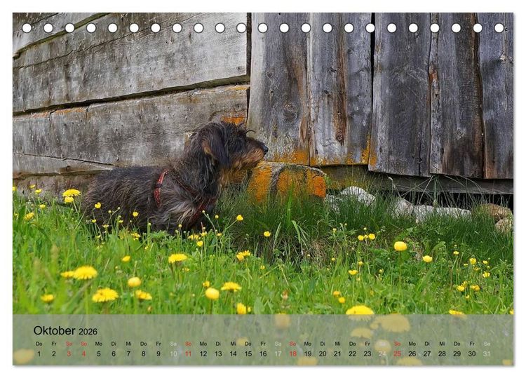 Produktbild: Liebenswerte Clowns (Tischkalender 2026 DIN A5 quer), CALVENDO Monatskalender