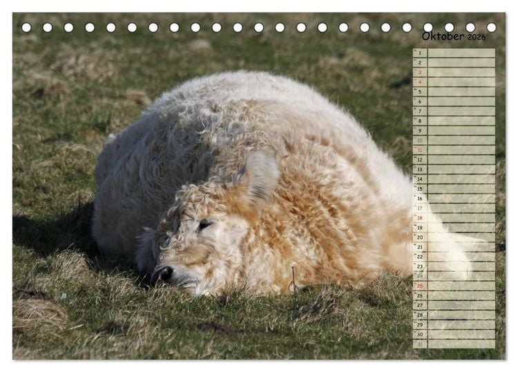 Produktbild: Gl&uuml;ckliche K&uuml;he (Tischkalender 2026 DIN A5 quer), CALVENDO Monatskalender