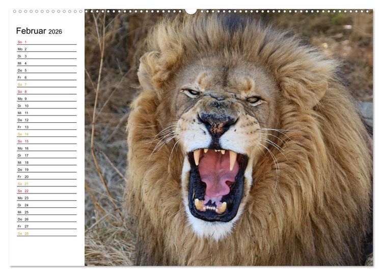 Produktbild: LION KING SELFIES L&ouml;wen hautnah (Wandkalender 2026 DIN A2 quer), CALVENDO Monatskalender