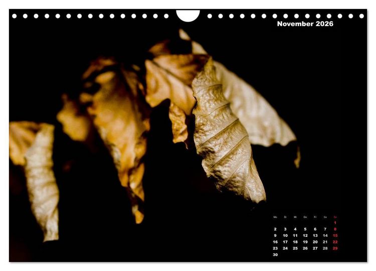Produktbild: Der Natur auf der Spur - Makro-Fotografien der besonderen Art (Wandkalender 2026 DIN A4 quer), CALVENDO Monatskalender