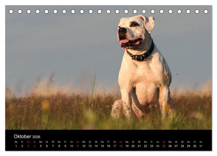 Produktbild: American Bulldog - stolz, loyal, einzigartig (Tischkalender 2026 DIN A5 quer), CALVENDO Monatskalender