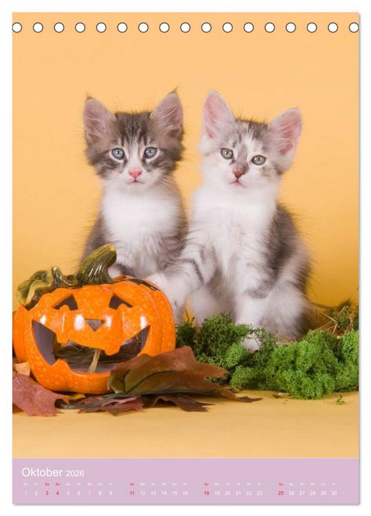 Produktbild: Tierkinder Hunde und Katzen (Tischkalender 2026 DIN A5 hoch), CALVENDO Monatskalender