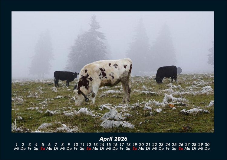 Produktbild: Kuhkalender 2026 Fotokalender DIN A4