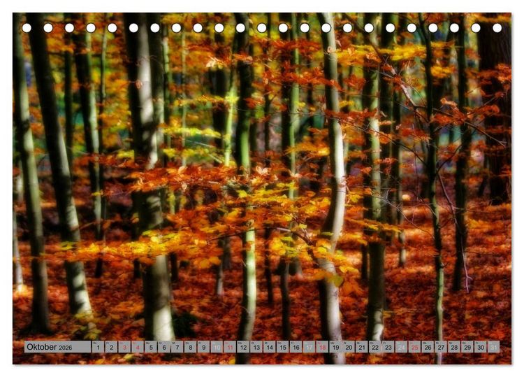 Produktbild: Spaziergang durch den Zauberwald (Tischkalender 2026 DIN A5 quer), CALVENDO Monatskalender