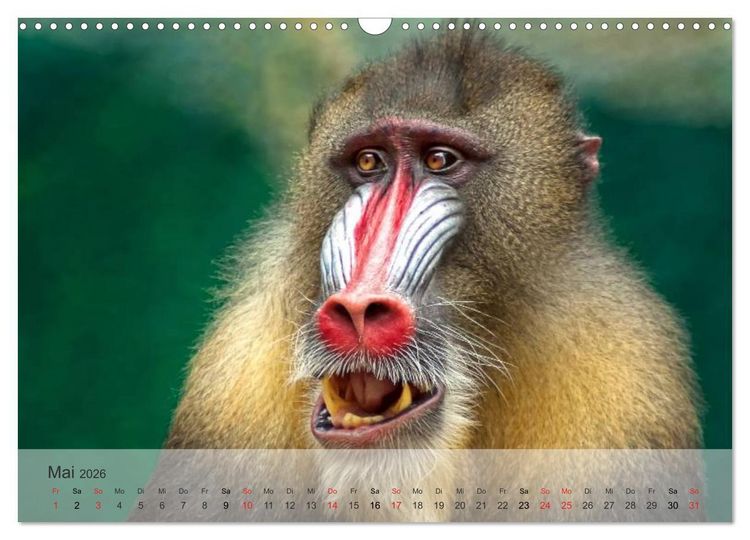 Produktbild: Afrikas sch&ouml;ne Tierwelt (Wandkalender 2026 DIN A3 quer), CALVENDO Monatskalender