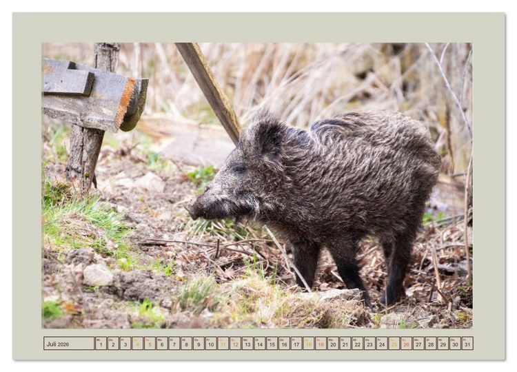 Produktbild: Wildschweine ganz nah an der Sau (Sus scrofa) von Tanja Riedel (hochwertiger Premium Wandkalender 2026 DIN A2 quer), Kunstdruck in Hochglanz