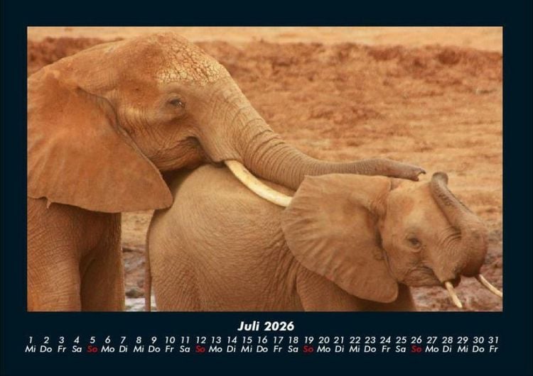 Produktbild: Tierkalender 2026 Fotokalender DIN A4