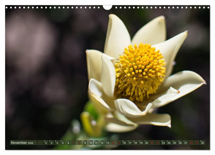 Produktbild: Fynbos - Die einzigartige Flora S&uuml;dafrikas (Wandkalender 2026 DIN A3 quer), CALVENDO Monatskalender