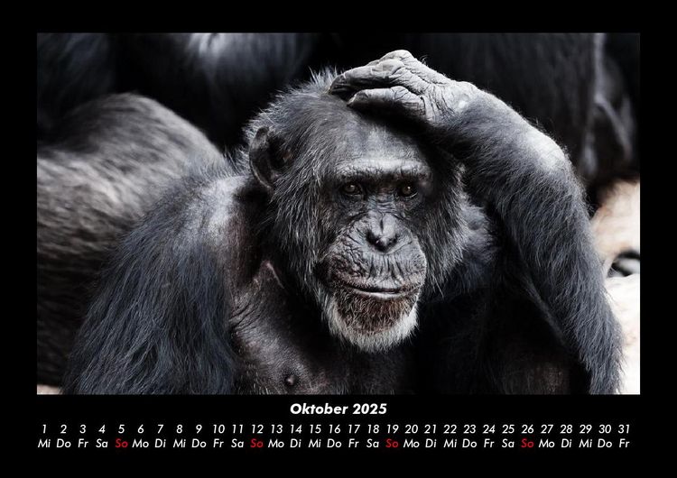 Produktbild: Affen 2025 Fotokalender DIN A3