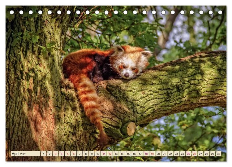 Produktbild: Kleiner Panda (Tischkalender 2026 DIN A5 quer), CALVENDO Monatskalender