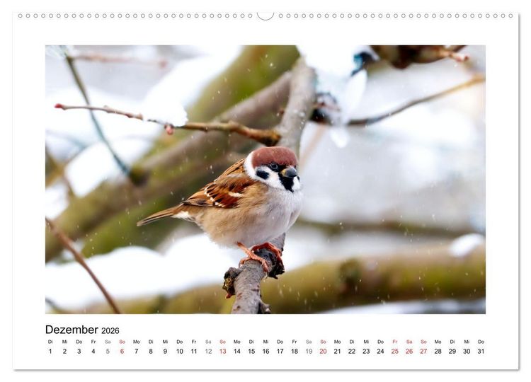 Produktbild: Gefiederte Garteng&auml;ste, Spatzenleben (hochwertiger Premium Wandkalender 2026 DIN A2 quer), Kunstdruck in Hochglanz