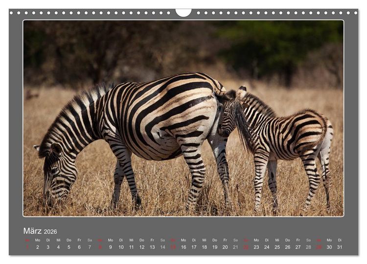 Produktbild: Tierbabys 2026 (Wandkalender 2026 DIN A3 quer), CALVENDO Monatskalender