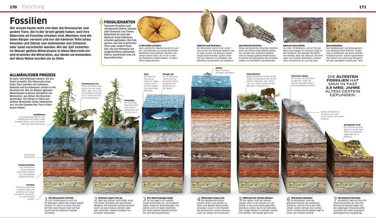 Produktbild: DK Wissen. Dinosaurier