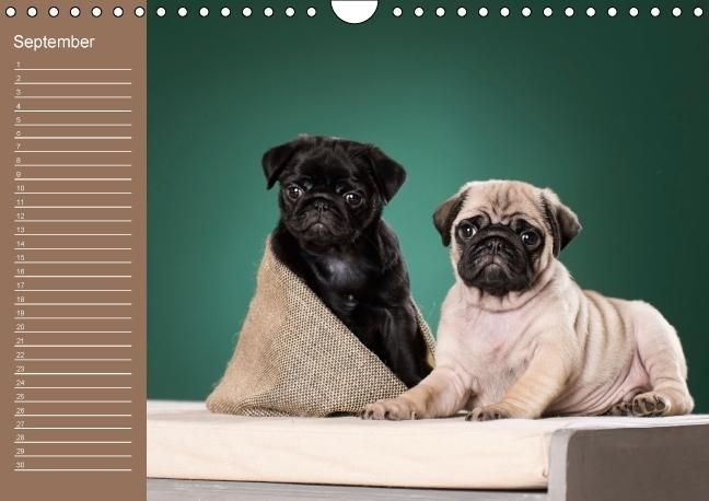 Produktbild: Ein Mops f&uuml;rs Herz (Wandkalender immerw&auml;hrend DIN A4 quer)