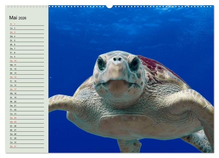Produktbild: Meeresschildkr&ouml;ten. Nomaden der Ozeane (hochwertiger Premium Wandkalender 2026 DIN A2 quer), Kunstdruck in Hochglanz