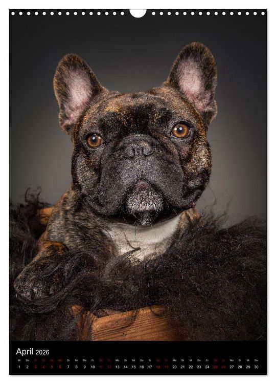 Produktbild: Bullyzauber - Franz&ouml;sische Bulldoggen (Wandkalender 2026 DIN A3 hoch), CALVENDO Monatskalender