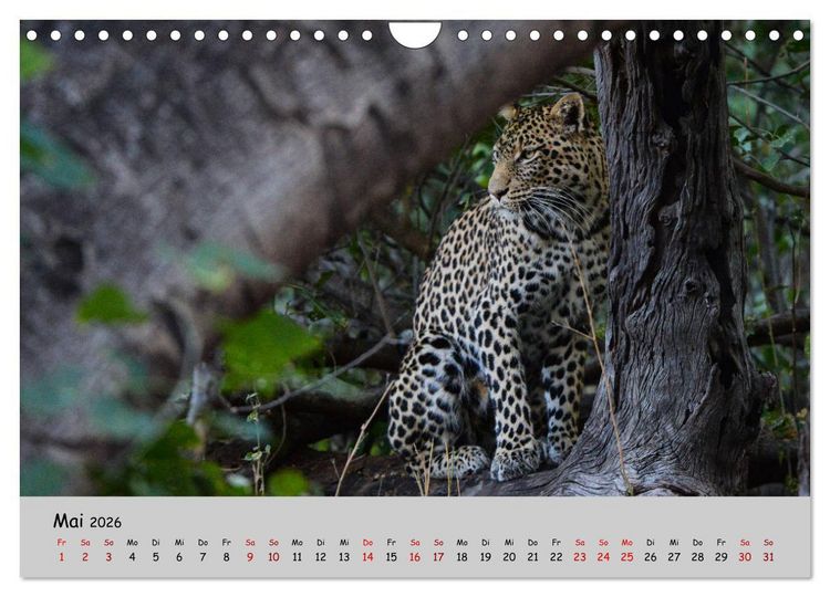 Produktbild: Leoparden - gro&szlig; und klein (Wandkalender 2026 DIN A4 quer), CALVENDO Monatskalender
