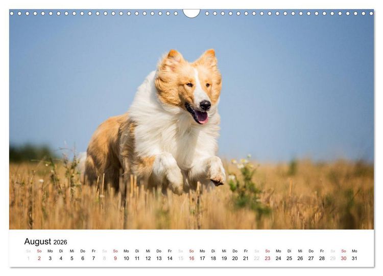 Produktbild: Collies 2026 in Kurz- und Langhaar (Wandkalender 2026 DIN A3 quer), CALVENDO Monatskalender