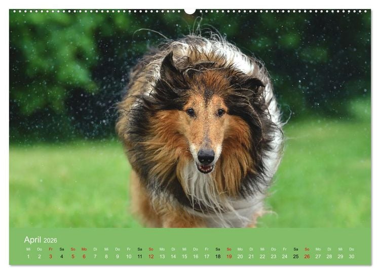 Produktbild: Collies - charmante Herzensbrecher (hochwertiger Premium Wandkalender 2026 DIN A2 quer), Kunstdruck in Hochglanz
