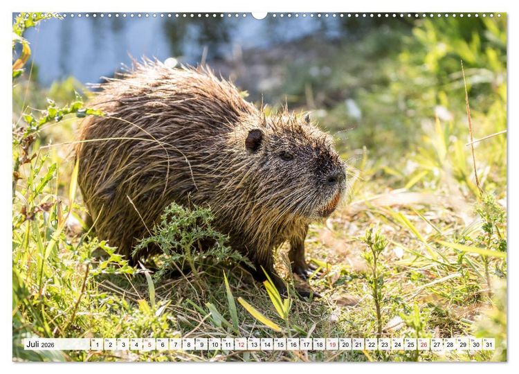 Produktbild: NUTRIA mit Nachwuchs (Wandkalender 2026 DIN A2 quer), CALVENDO Monatskalender