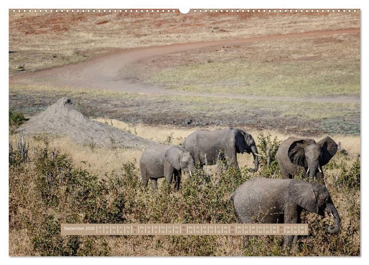 Produktbild: Afrikas Tierwelt - Wilde Elefanten (hochwertiger Premium Wandkalender 2026 DIN A2 quer), Kunstdruck in Hochglanz