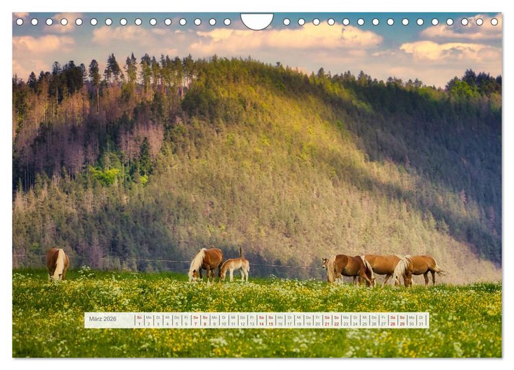 Produktbild: Die Vielfalt des Th&uuml;ringer Waldes (Wandkalender 2026 DIN A4 quer), CALVENDO Monatskalender
