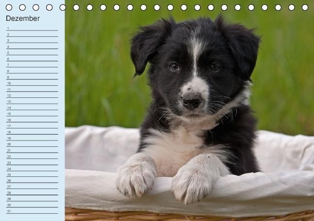 Produktbild: Der Border Collie Geburtstagskalender (Tischkalender immerw&auml;hrend DIN A5 quer)