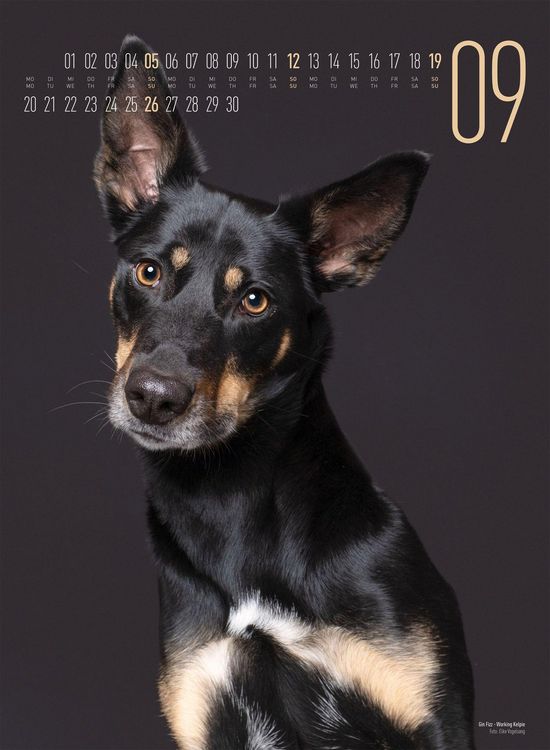 Produktbild: Frei Schnauze Kalender 2027