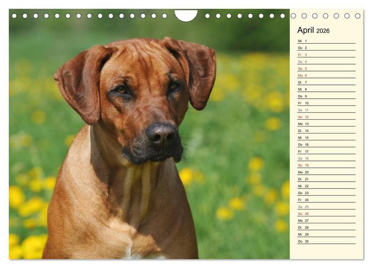 Produktbild: Rhodesian Ridgeback 2026 (Wandkalender 2026 DIN A4 quer), CALVENDO Monatskalender