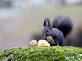 Produktbild: CALVENDO Puzzle Als Nachtisch gab es heute mal ein St&uuml;ck Apfel. Hat mir sehr gut geschmeckt... :-) | 1000 Teile Lege-Gr&ouml;&szlig;e 64x48cm Foto-Puzzle f&uuml;r gl&uuml;ckliche Stunden