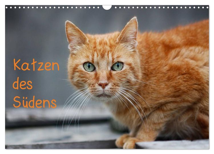 Produktbild: Katzen des S&uuml;dens (Wandkalender 2026 DIN A3 quer), CALVENDO Monatskalender