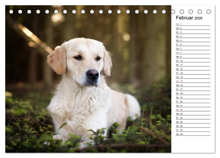 Produktbild: Goldig durch das Jahr! (Tischkalender 2026 DIN A5 quer), CALVENDO Monatskalender