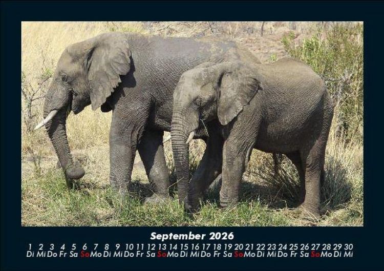Produktbild: Der Elefantenkalender 2026 Fotokalender DIN A5