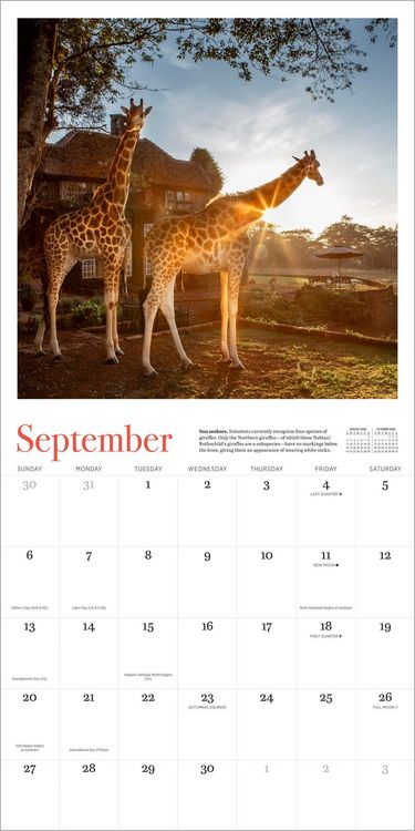 Produktbild: Giraffe Manor Wall Calendar 2026