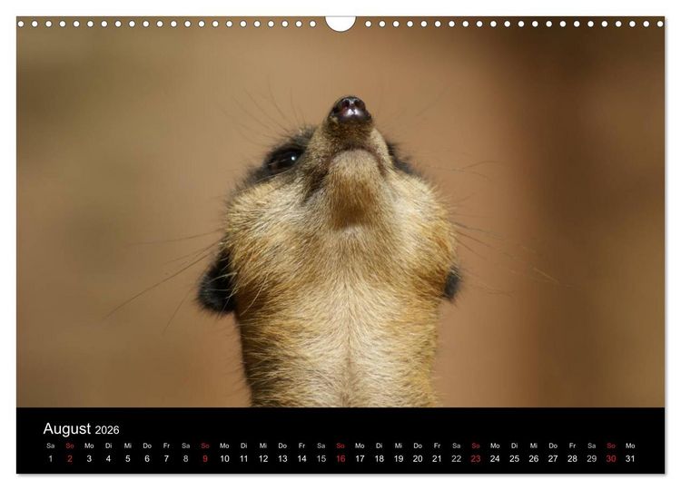 Produktbild: Erdm&auml;nnchen &ndash; Zusammen sind wir stark (Wandkalender 2026 DIN A3 quer), CALVENDO Monatskalender