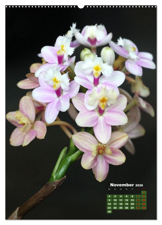 Produktbild: Traumhafte Orchideen (Wandkalender 2026 DIN A2 hoch), CALVENDO Monatskalender