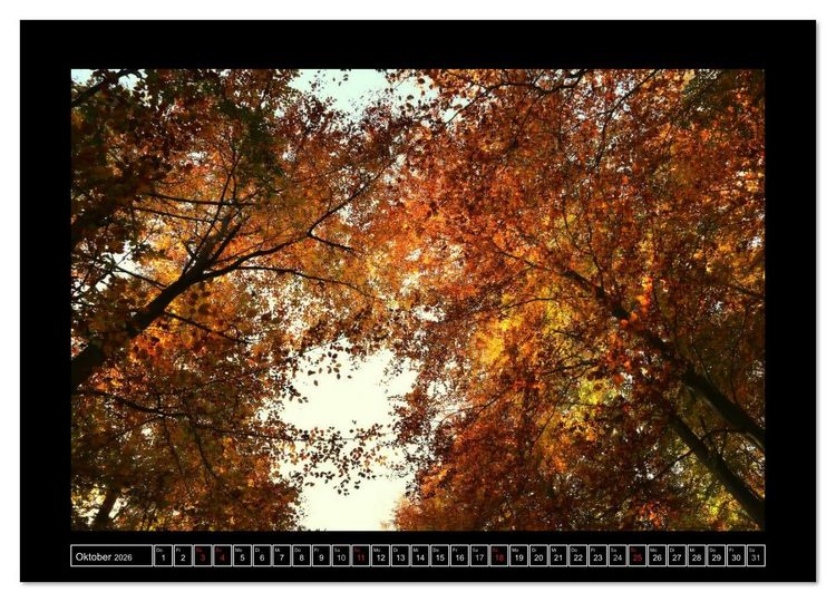 Produktbild: Der Reichswald bei Kleve (Wandkalender 2026 DIN A2 quer), CALVENDO Monatskalender