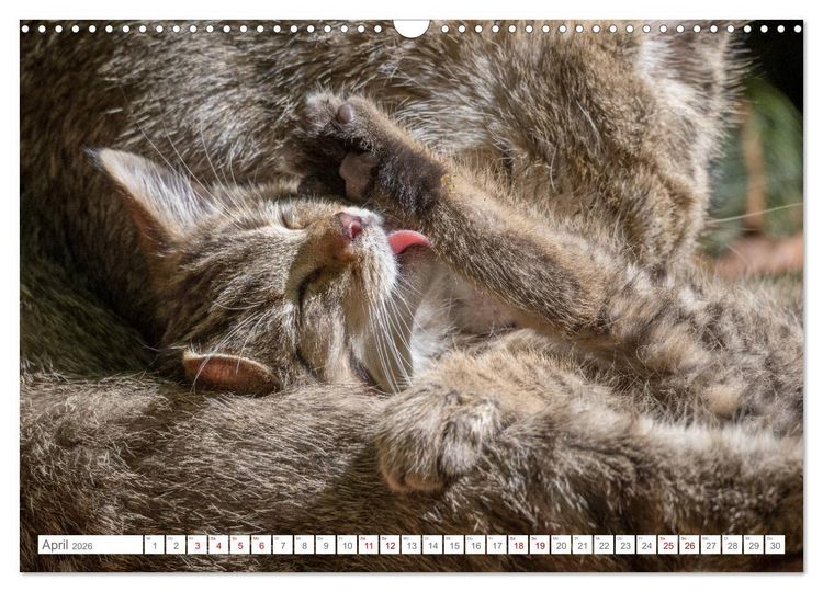 Produktbild: Wildkatzenbabys - wild und zuckers&uuml;&szlig;. (Wandkalender 2026 DIN A3 quer), CALVENDO Monatskalender