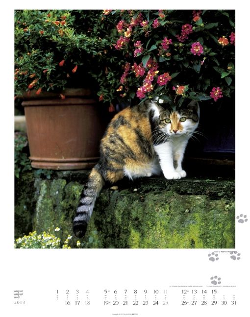 Produktbild: GartenTiger 2013