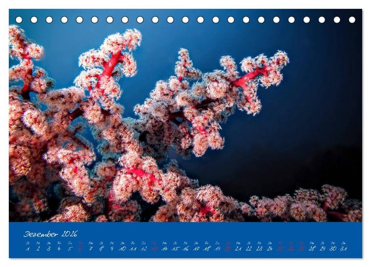 Produktbild: Meer sehen - Abenteuer Tauchen (Tischkalender 2026 DIN A5 quer), CALVENDO Monatskalender
