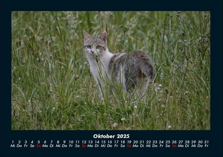 Produktbild: F&uuml;r Katzenfreunde 2025 Fotokalender DIN A4