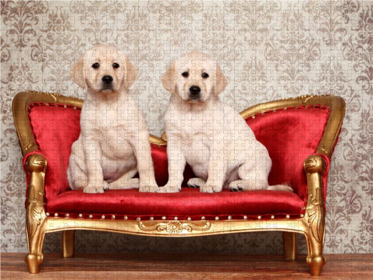 Produktbild: CALVENDO Puzzle Labrador Retriever Welpe / Labrador Retriever Puppy 1000 Teile Lege-Gr&ouml;&szlig;e 64 x 48 cm Foto-Puzzle Bild von Jeanette Hutfluss