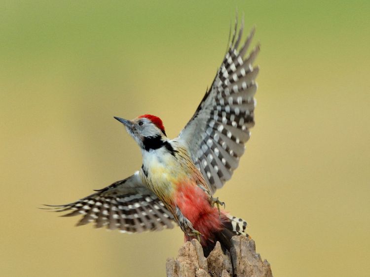 Produktbild: CALVENDO Puzzle Wilde V&ouml;gel vor der Kamera 1000 Teile Lege-Gr&ouml;&szlig;e 640 x 480 cm Foto-Puzzle Bild von Wolfgang Lequen