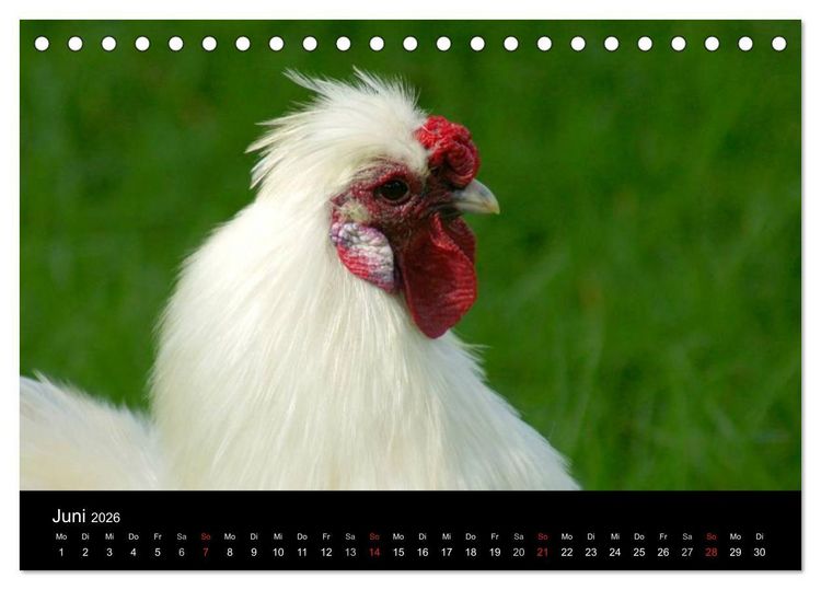 Produktbild: Die Welt der H&uuml;hner (Tischkalender 2026 DIN A5 quer), CALVENDO Monatskalender