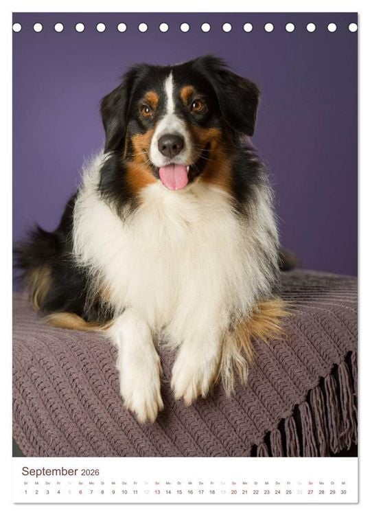 Produktbild: Australian Shepherds (Tischkalender 2026 DIN A5 hoch), CALVENDO Monatskalender