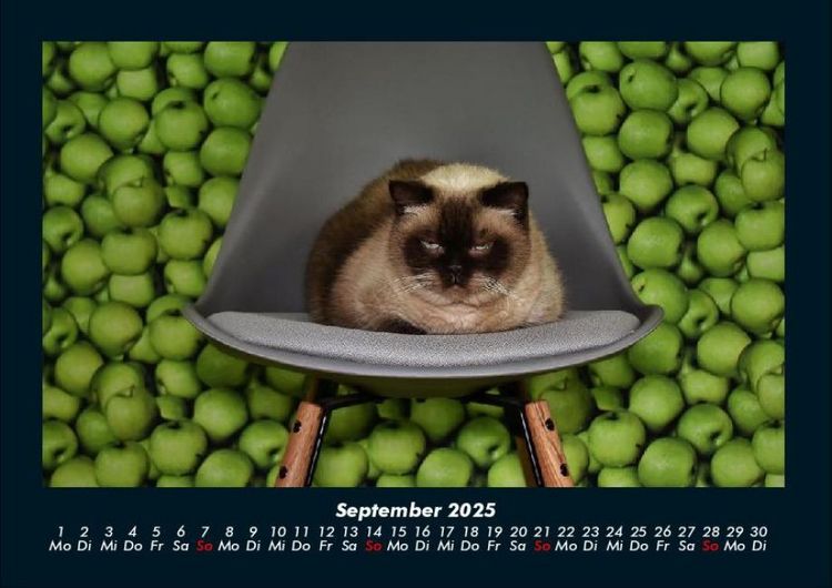 Produktbild: F&uuml;r Katzenfreunde 2025 Fotokalender DIN A4