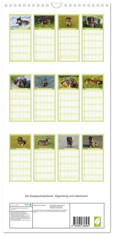 Produktbild: Familienplaner 2027 - Der Zwergrauhaardackel - Eigensinnig und Liebenswert mit 5 Spalten (Wandkalender, 21 x 45 cm) CALVENDO