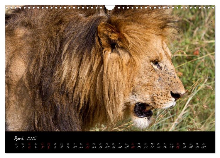 Produktbild: Faszination Afrika - wilde Tiere der Masai Mara - Kenia (Wandkalender 2026 DIN A3 quer), CALVENDO Monatskalender