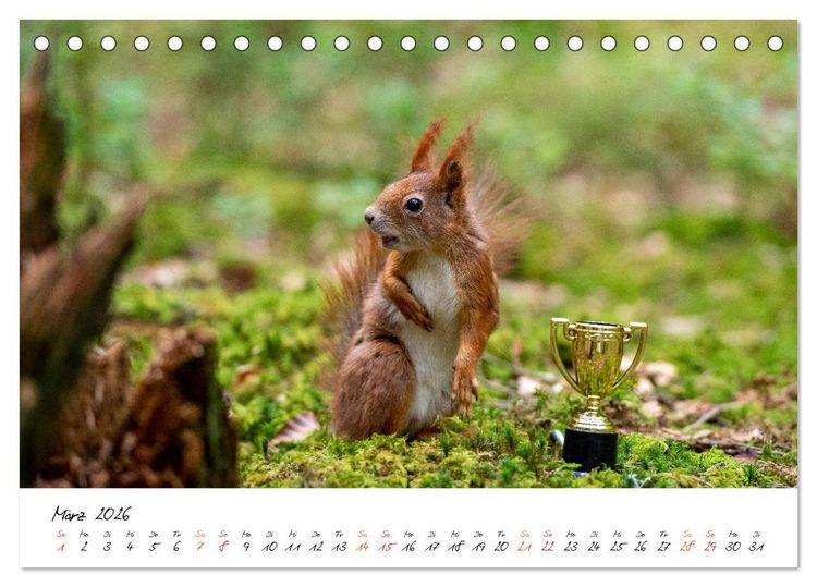 Produktbild: Die Schwarzwald-Eichh&ouml;rnchen (Tischkalender 2026 DIN A5 quer), CALVENDO Monatskalender
